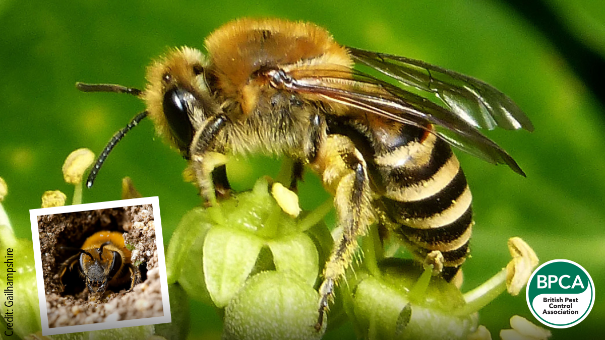 Ivy bee Colletes hederae identification in the UK